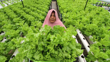 Bisnis Tanaman Hidroponik Melonjak saat Pandemi Covid-19