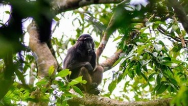 Temuan Fosil Monyet Tertua di China yang Berjuang Lawan Perubahan Iklim, Ini Penampakannya