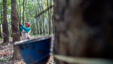 Petani Karet di Sumsel Makin Tertarik Bentuk Unit Pengolahan dan Pemasaran