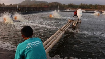 Mengenal Empat Layanan eFishery, Pendukung Pembudidaya Ikan