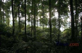 UU Cipta Kerja : Konservasi Hutan dan Keselamatan Lingkungan Perlu Diperhatikan