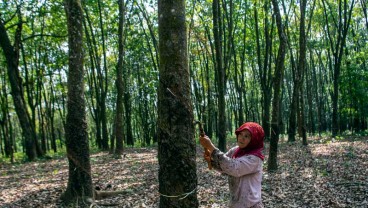 Pasokan dan Permintaan Tak Imbang, Harga Karet Lanjutkan Reli