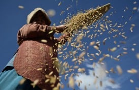 OPINI  : Pandemi dan Nasib Petani