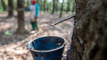   KOMODITAS UNGGULAN    : Harga Karet Masih Reli