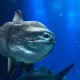 Ikan Mola-mola Muncul di Permukaan, Warga AS Telepon 911