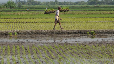 Sulteng Menargetkan Produksi Padi 2,26 Juta Ton