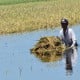 Mengembalikan Fungsi Irigasi Gumbasa untuk Pengairan Sawah di Sigi