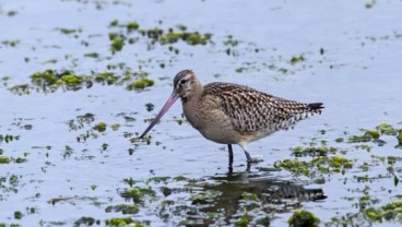 Wow, Burung Ini Terbang Nonstop Selama 11 Hari dengan Jarak 12.000 Km