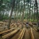 Pengusaha Hutan Siap Pasok Bahan Baku Co-firing Biomassa
