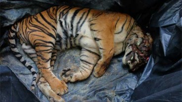 Harimau di Sumut Sering Keluar Habitat, Walhi: Akibat Kerusakan Hutan