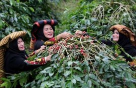 Panen Terhambat La Nina, Produksi Kopi Vietnam Diramal Merosot