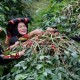 Panen Terhambat La Nina, Produksi Kopi Vietnam Diramal Merosot