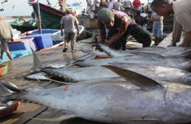 Mercusuar Perikanan Tuna: Data Stok harus Diupdate