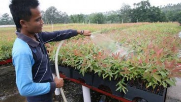 PROGRAM KEMITRAAN PTPN V : Produktivitas Petani Sawit Dapat Jaminan