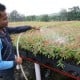 PROGRAM KEMITRAAN PTPN V : Produktivitas Petani Sawit Dapat Jaminan