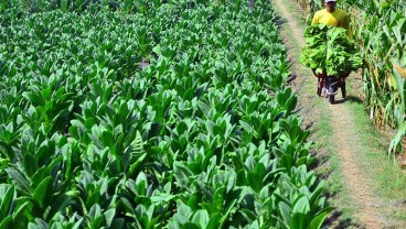 Bakal Rugikan Petani, APTI dan AMTI Menentang Keras Rencana Kenaikan Cukai Rokok