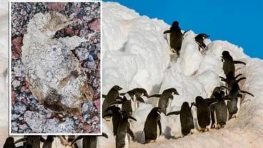 Peneliti Temukan Pemakaman "Mumi" Penguin Berusia 5.000 Tahun 