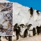 Peneliti Temukan Pemakaman "Mumi" Penguin Berusia 5.000 Tahun 