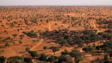 Ternyata Miliaran Pohon Tumbuh di Gurun Sahara