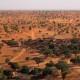 Ternyata Miliaran Pohon Tumbuh di Gurun Sahara