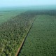 Hutan Tanaman Energi Masa Depan Energi Biomassa Indonesia