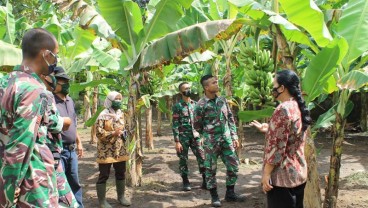 PTPN XI Kembangkan Agrowisata Museum Pisang Lumajang