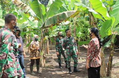 PTPN XI Kembangkan Agrowisata Museum Pisang Lumajang