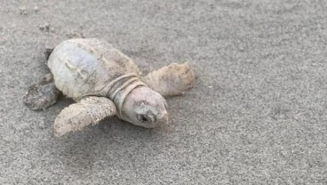 Penyu Langka Ditemukan di Pantai Carolina Selatan