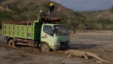 Begini Penampakan Komodo di Tengah Proyek Geopark di Pulau Rinca