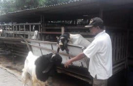 Delapan Kawasan Agribisnis Sokong Pengembangan Kulon Progo