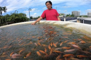 Dimana Cari Modal untuk Budidaya Ikan di Tengah Pandemi?