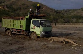 #SaveKomodo: Viral Foto Komodo Hadang Truk, BTNK Tutup Pulau Rinca