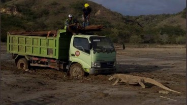 #SaveKomodo: Viral Foto Komodo Hadang Truk, BTNK Tutup Pulau Rinca