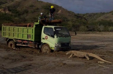 #SaveKomodo: Viral Foto Komodo Hadang Truk, BTNK Tutup Pulau Rinca
