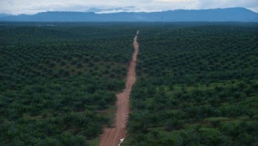 Pilpres AS Bikin Harga CPO Tersengat, Saham Emiten Sawit Terdongkrak