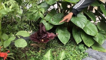 Heboh Bunga Bangkai di Solo, Ternyata itu Suweg. Berbau Anyir Sore Hari