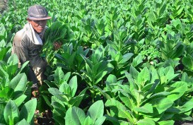   PROSPEK SEKTORAL   :  Saham Emiten Rokok Terimpit Tarif Cukai