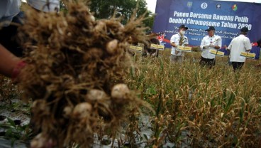 Presiden Sebut Lumbung Pangan Sumut Jadi Percontohan