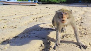 Wisata Monkey Forest Bali Dibuka Kembali, Protokol Kesehatan Diutamakan