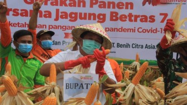 Kabupaten Jembrana Panen 19,9 Ton Jagung, Bagian Strategi Ketahanan Pangan