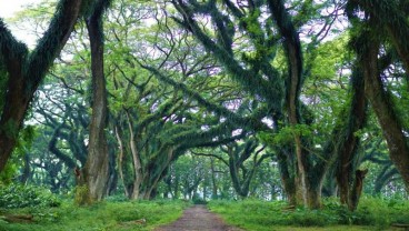 Wisata Magis ala Hutan The Lord of The Rings di Banyuwangi