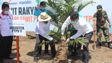 Petani dan PTPN V Komitmen Jaga Produktivitas TBS Kelapa Sawit