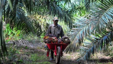 Mantap! Harga CPO Melaju di Atas 3.000 Ringgit, Pilih Saham AALI Atau SIMP