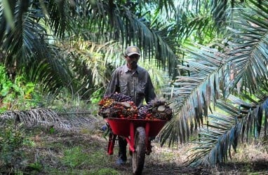 Mantap! Harga CPO Melaju di Atas 3.000 Ringgit, Pilih Saham AALI Atau SIMP