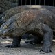 Izin Wisata untuk Swasta di TN Komodo Belum Aktif