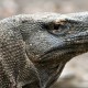 Kontroversi Jurassic Park di Pulau Rinca : Habitat Alami vs Pariwisata
