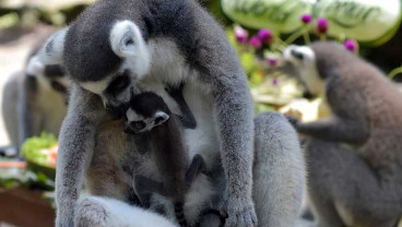 Bali Zoo Berhasil Mengebangbiakan Delapan Ekor Lemur Dalam Tiga Tahun