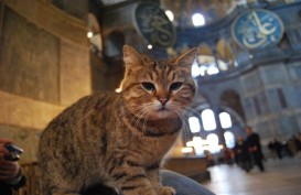 Gli, Kucing Kesayangan di Masjid Hagia Sophia Turki, Sakit