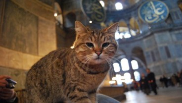 Gli, Kucing Kesayangan di Masjid Hagia Sophia Turki, Sakit