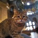 Gli, Kucing Kesayangan di Masjid Hagia Sophia Turki, Sakit